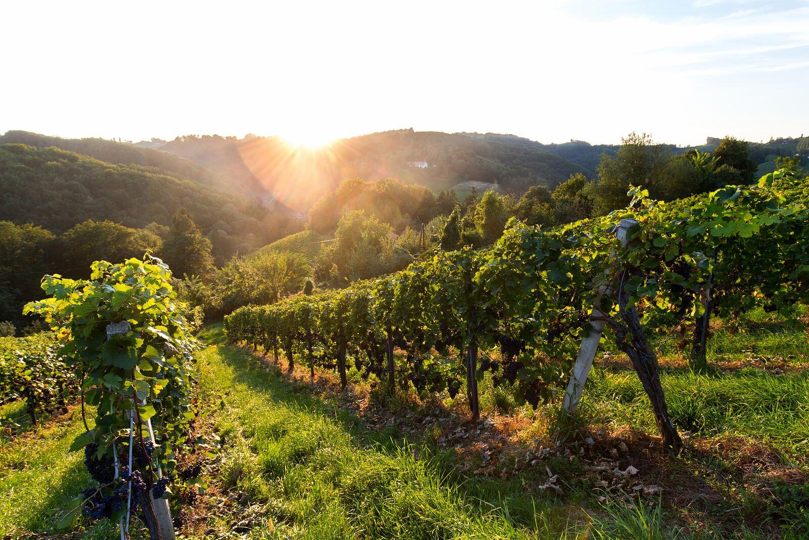 Vendemmia nella Stiria occidentale: quando e come partecipare