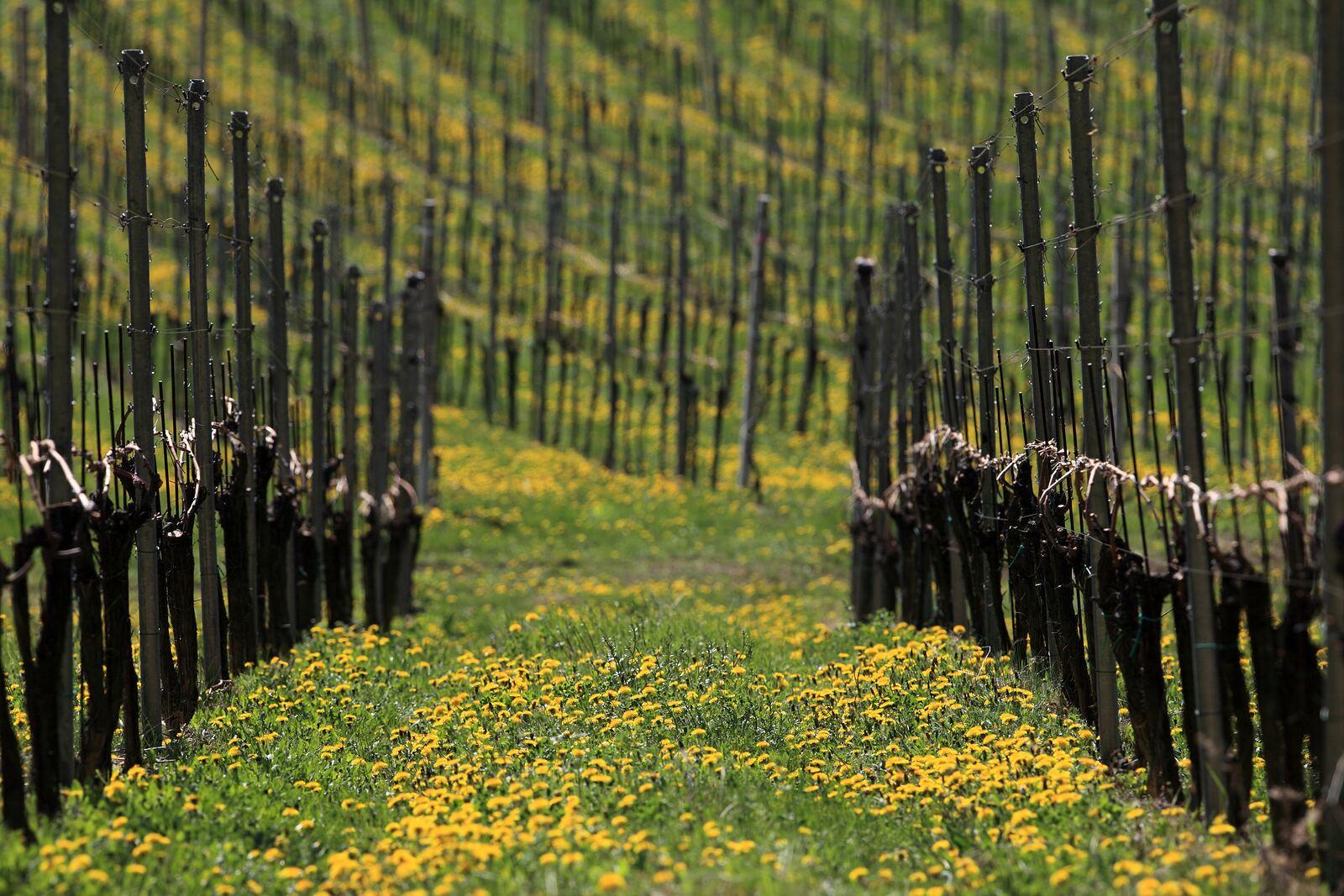 Schilcher Frizzante: il vino estivo sottovalutato