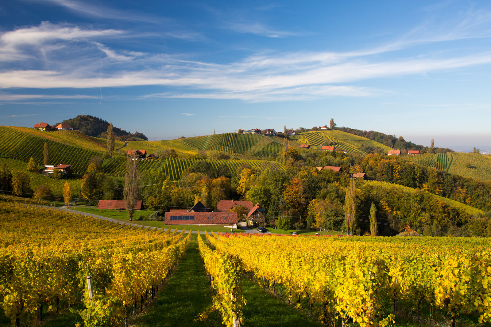 Herbstlich gefärbte Rebzeilen mit Gehöft in der Weststeiermark