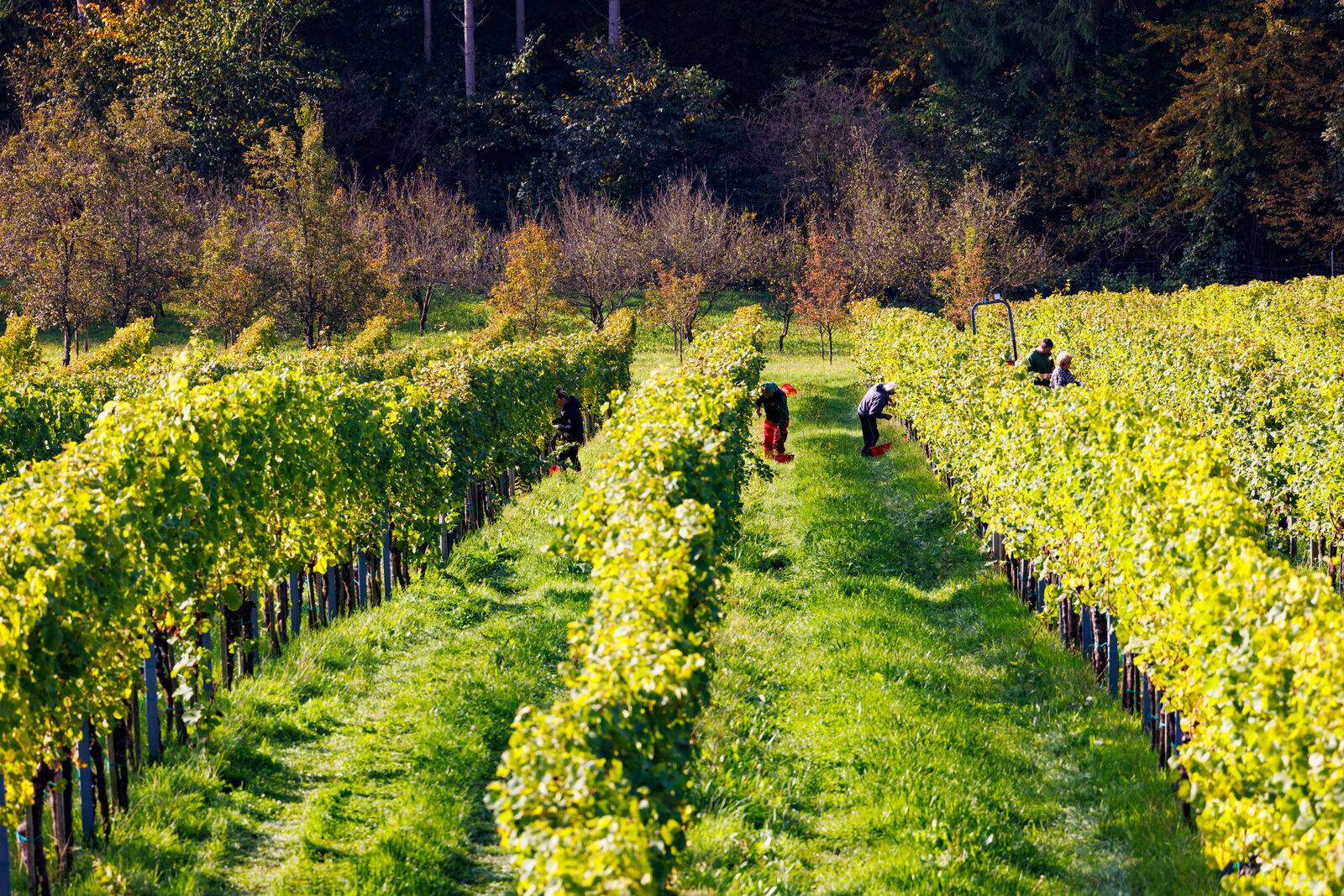 Lidé při vinobraní mezi řadami révy